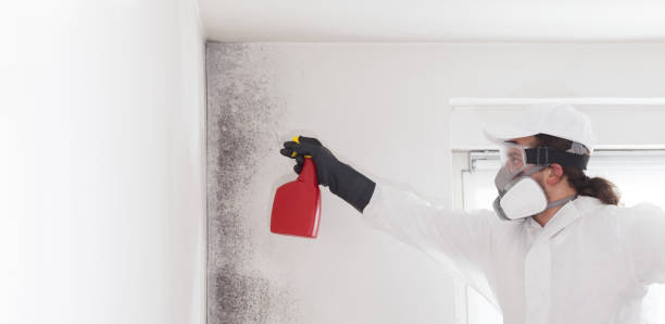 Trusted Creston, IA Mold Remediation Experts