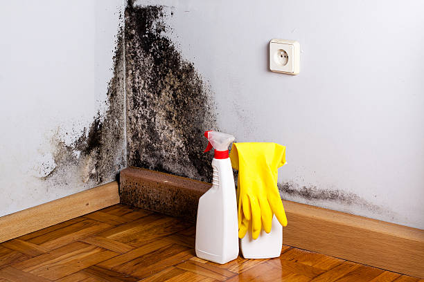 Best Kitchen Mold Remediation in Creston, IA